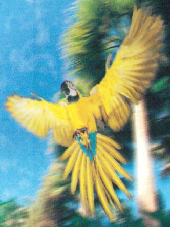 Aves exoticas Gran Canaria