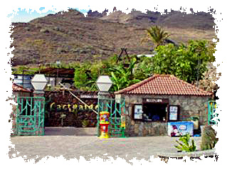 Cactus Gran Canaria