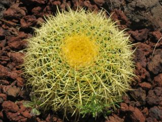 Cactus Gran Canaria