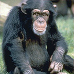 Monos Gran Canaria