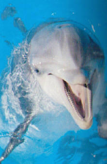 Delfines Gran Canaria, Canarias