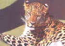 Leopardos Gran Canaria