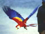 Loros Gran Canaria