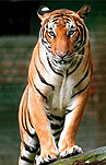 Tigres Gran Canaria
