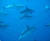 Delfines Gran Canaria - Canarias