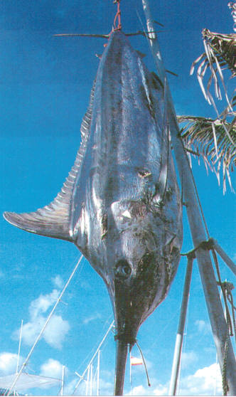 Pesca Gran Canaria