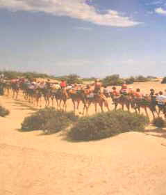 camel safari gran canaria, canary islands