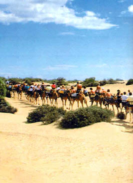 Camello, camellos en Gran Canaria