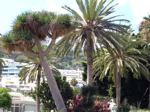 Dragos Canarias