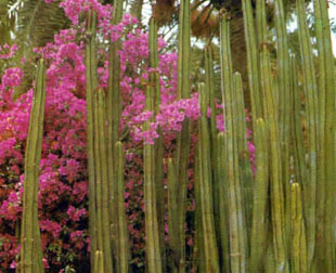 Flora Canaria, Flores