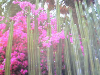 Flora canaria