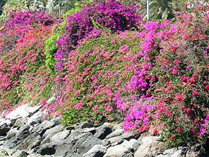 Buganvillas, Gran Canaria