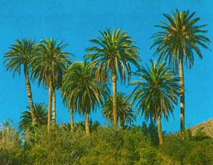 Plantas autóctonas Gran Canaria