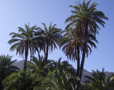 Palmeras en Gran Canaria