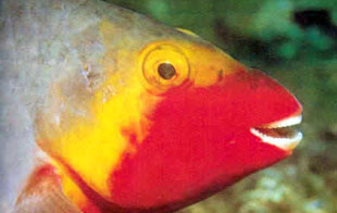 Peces, peces colores Gran Canaria