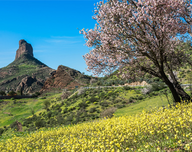 primavera en Gran Canaria