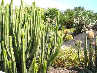 Cactus en Gran Canaria, Canarias