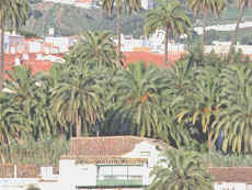 Palmeras Santa Brigida